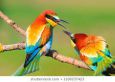birds